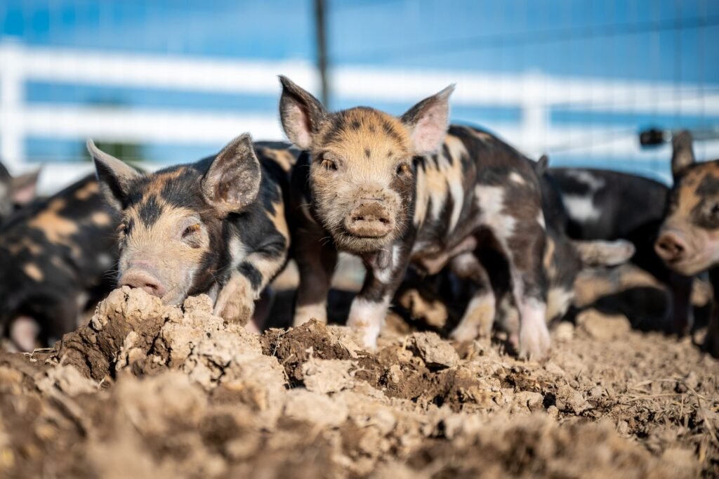 Pig farming in South Africa: young weaner piglets outdoors