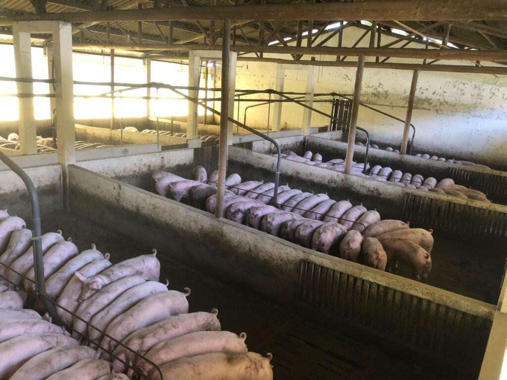Pigs feeding in a clean, well-ventilated pig house