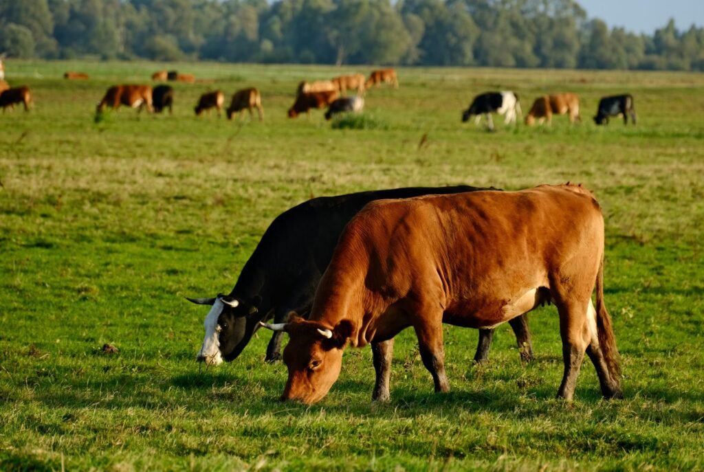 Red beef cow grazing on summer pasture