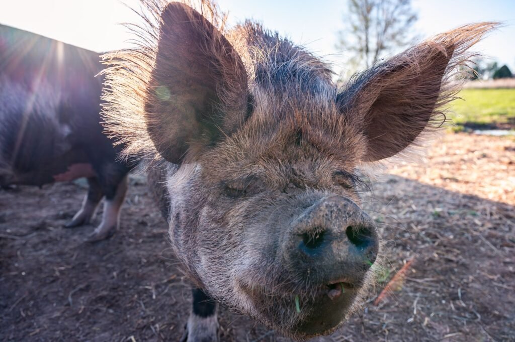 Red-brown pig on a pig farm, the colour typical of the Duroc breed