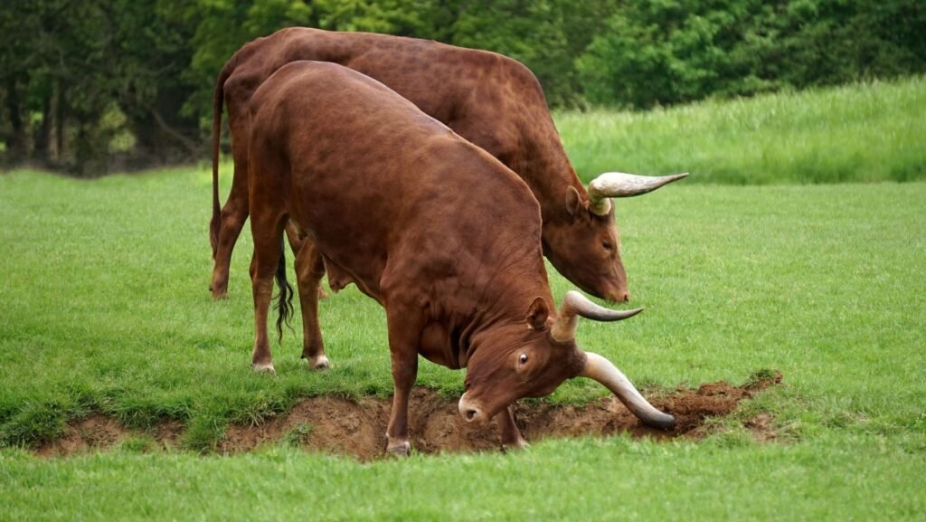 Bonsmara cattle prices for bulls: two red bulls grazing