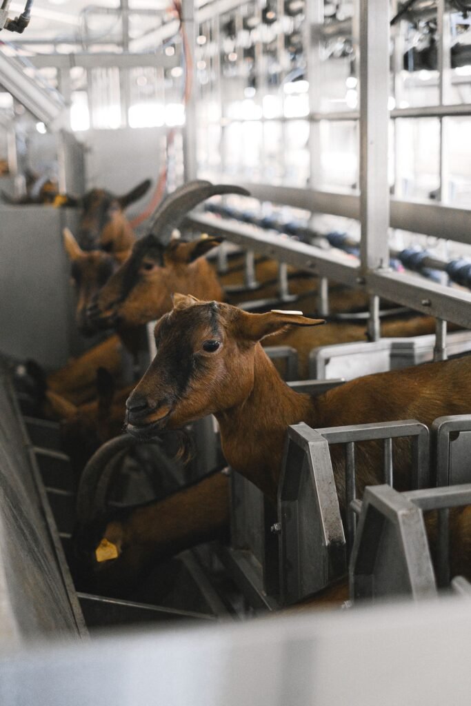 Saanen vs Toggenburg: dairy goats in a milking parlour