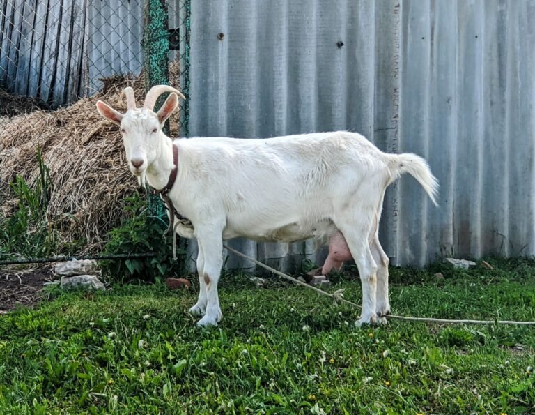 Saanen vs Toggenburg Goats: Which Dairy Goat Suits Your Farm?