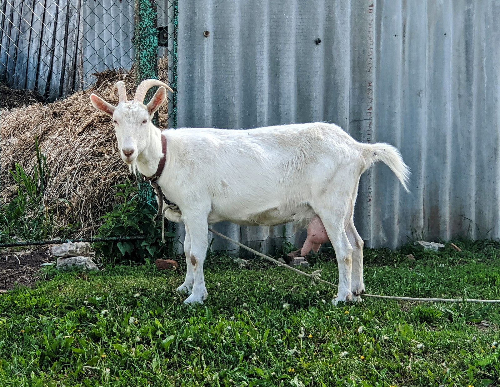 Saanen vs Toggenburg Goats: Which Dairy Goat Suits Your Farm?