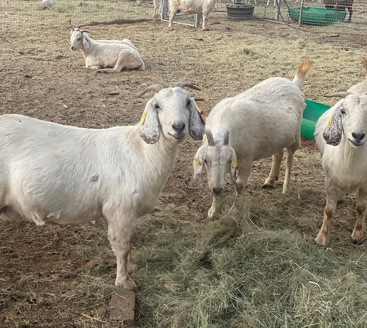 Savanna goats from DRM Livestock (3)