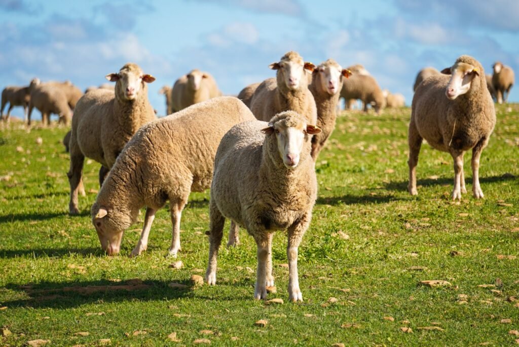 Flock of sheep grazing together on a sheep farm