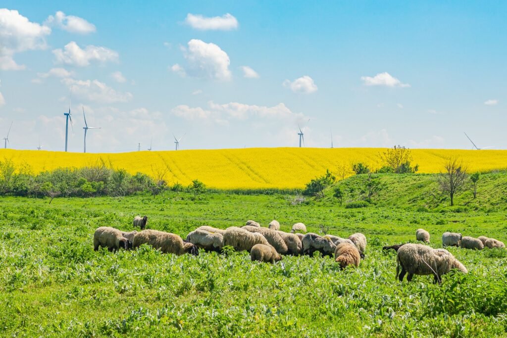 Sheep grazing on green pasture on a mixed sheep farm
