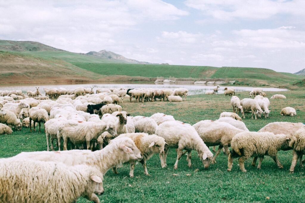 Dorper vs Meatmaster: sheep grazing on a green pasture