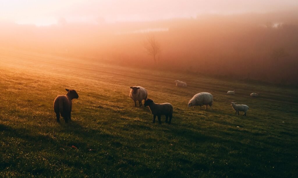 Sheep grazing on a hillside at sunrise on a South African farm