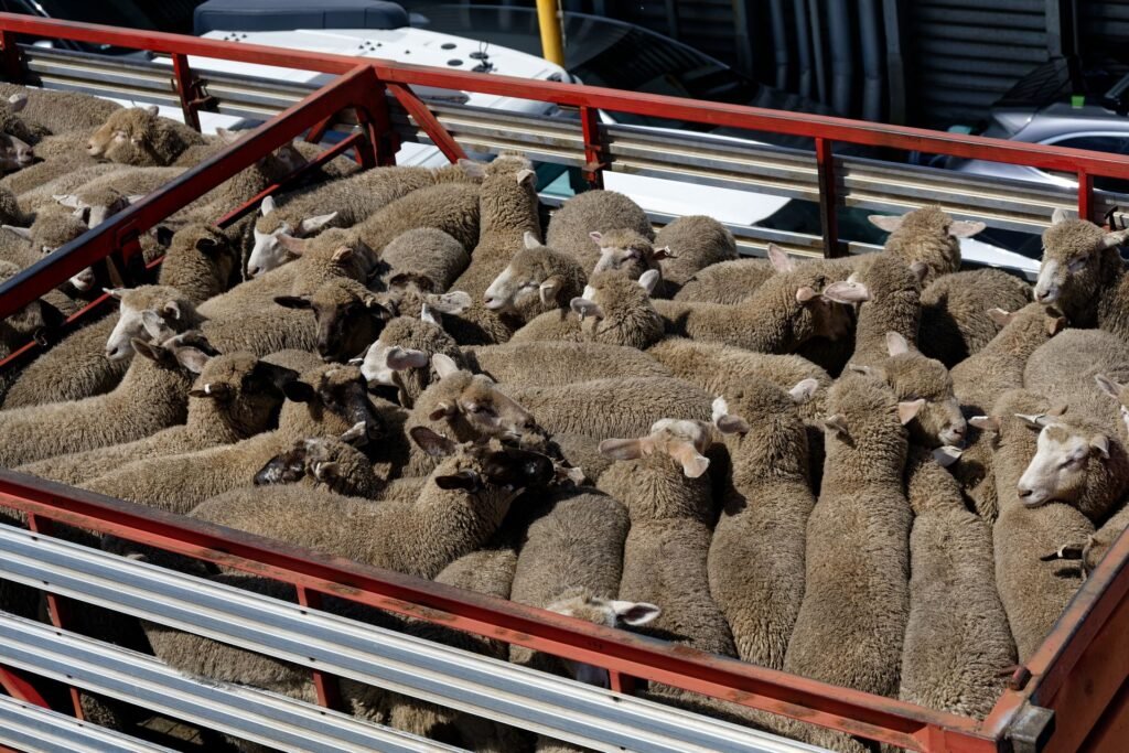 Sheep loaded on a truck for transport to a new farm