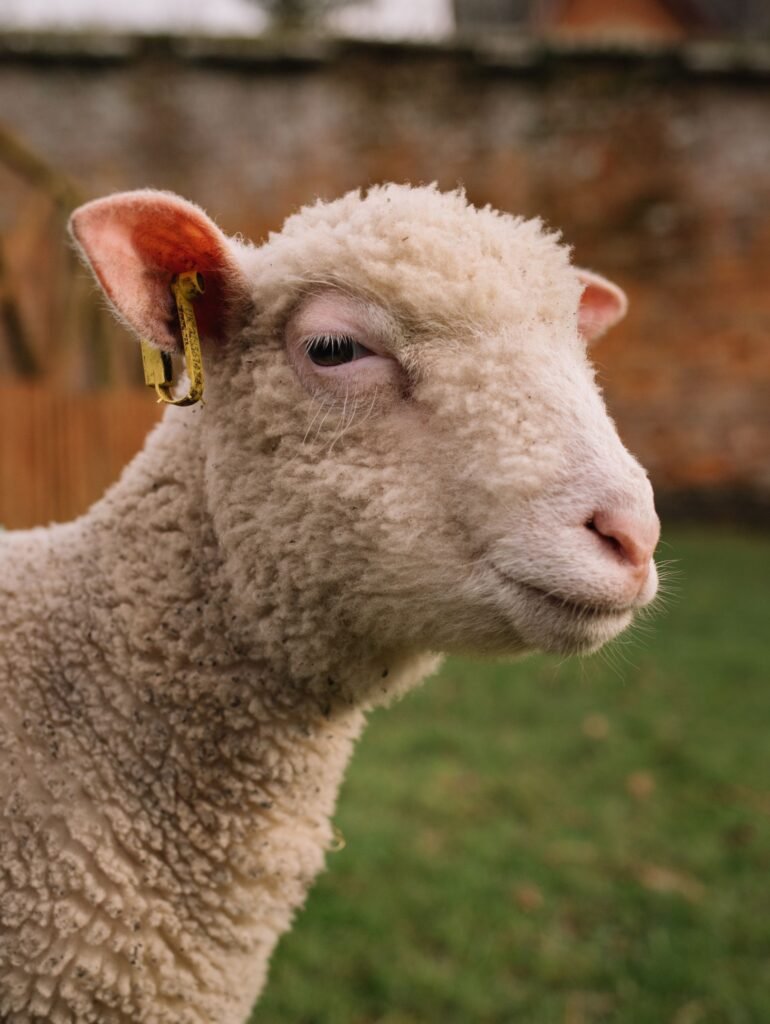 Sheep with an ear tag for identification