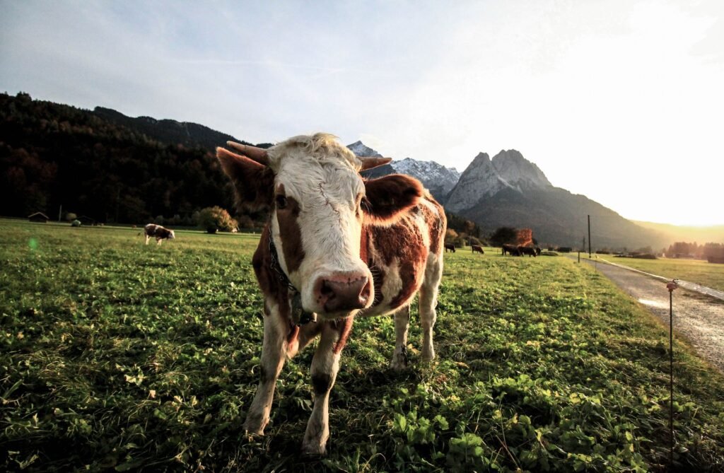 Simmentaler-type cow grazing an alpine pasture in Switzerland, the breed's homeland