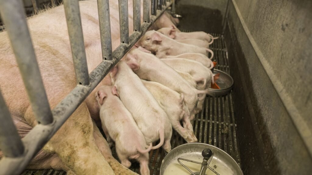 Sow suckling her litter of piglets in a farrowing pen