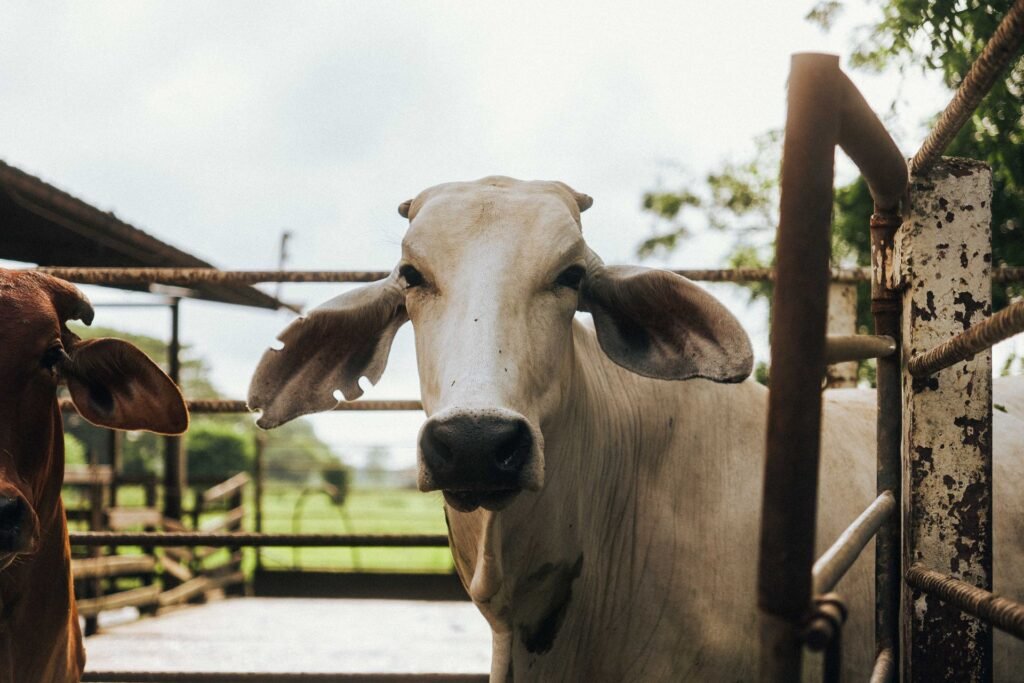 Cattle farming in South Africa: a Brahman cow in a handling pen