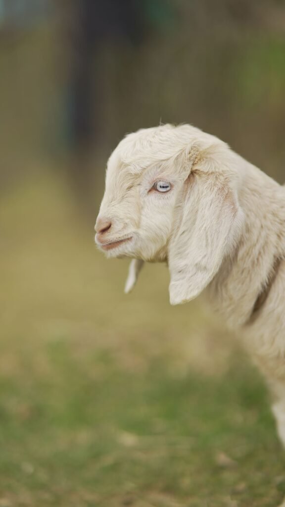 White dairy goat close-up on a goat farm