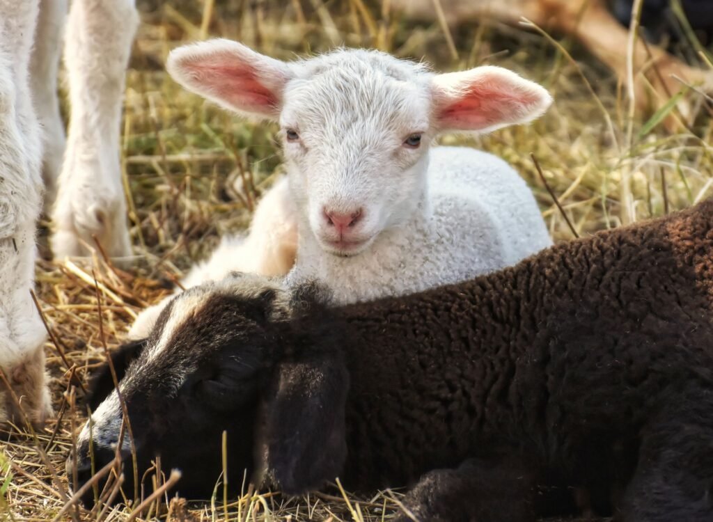 Young white lamb resting on straw on a sheep farm