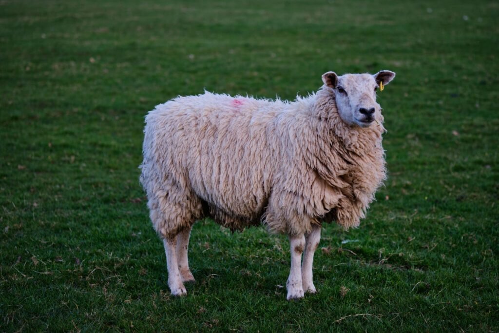 White woolled Ile de France type sheep standing on green pasture