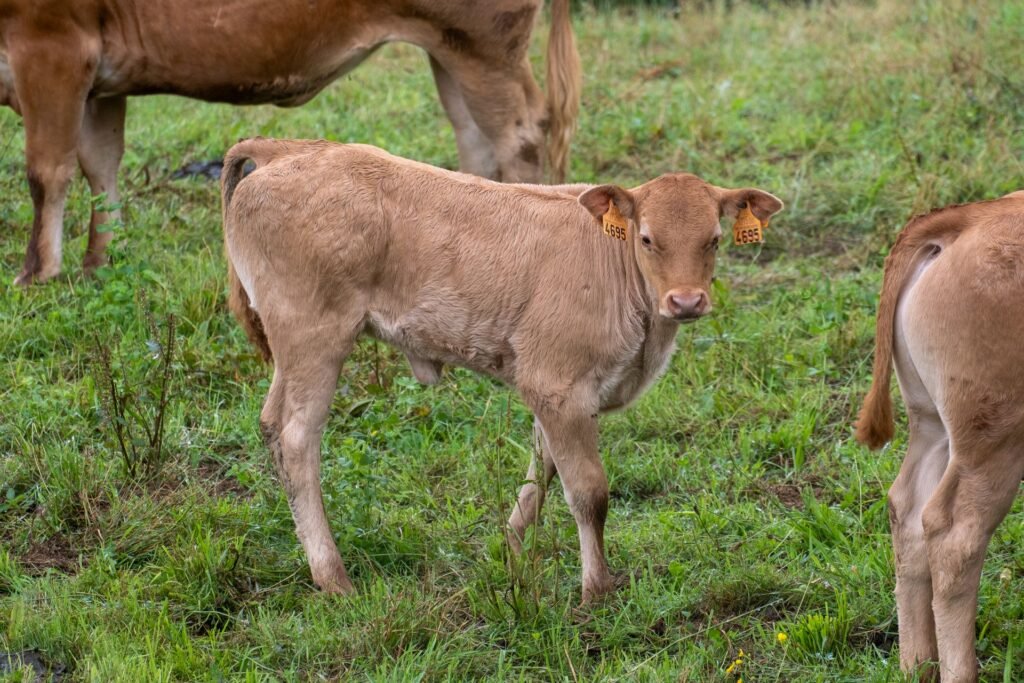 Young Bonsmara-type calves grazing on green pasture