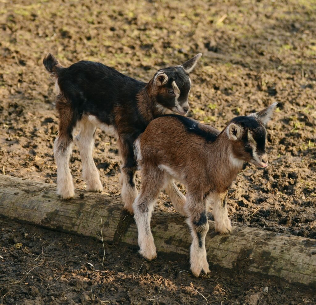Two young goat kids on a farm
