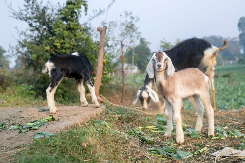 Young goats and kids on a small South African goat farm