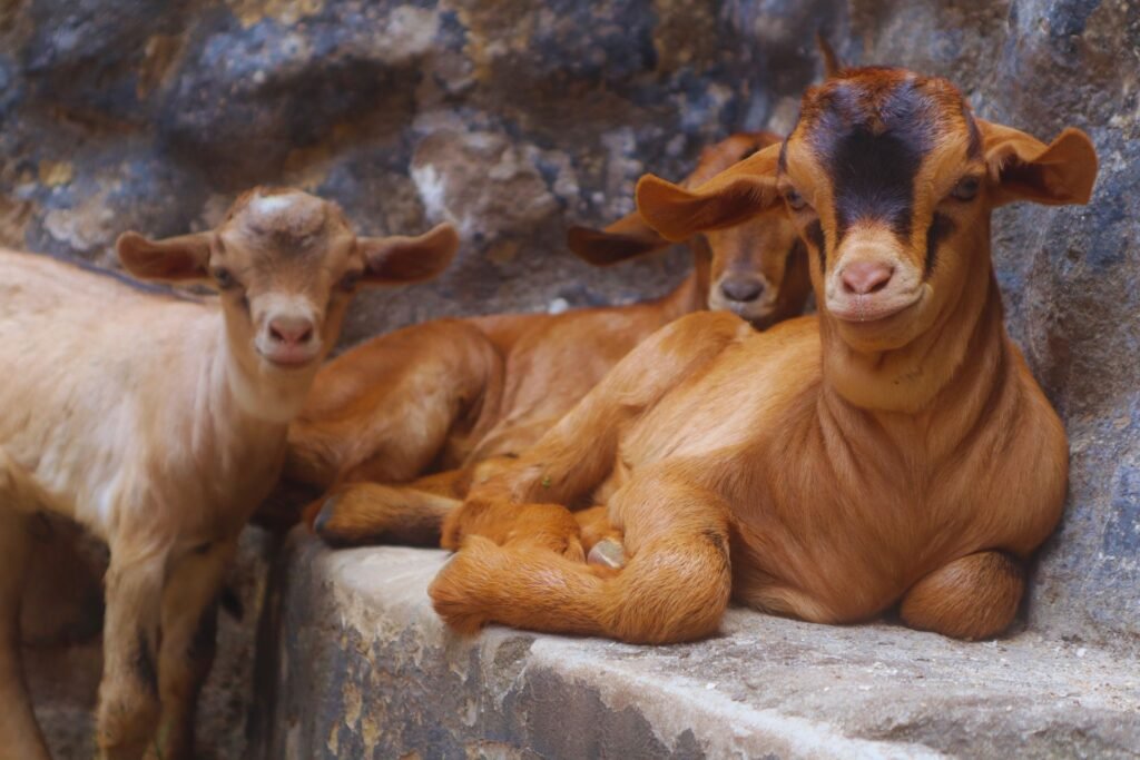 Young red goat kids resting together on a farm