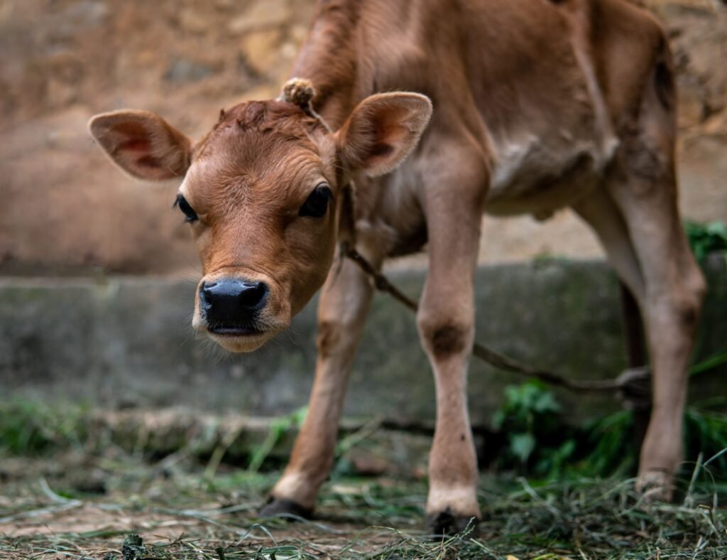 Bonsmara cattle prices start with the weaner: a young red calf