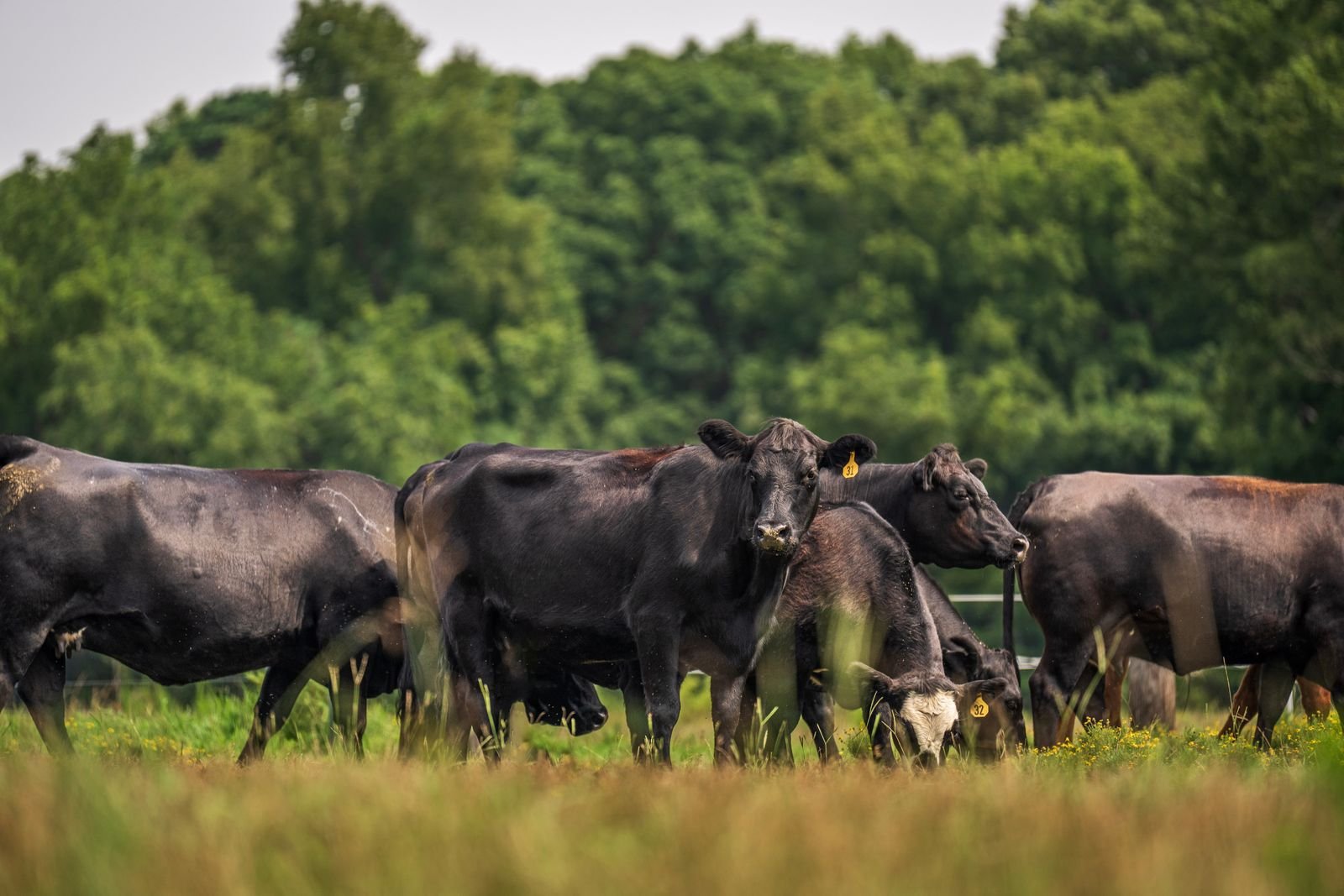 Angus Cattle in South Africa: A Complete Breed Guide