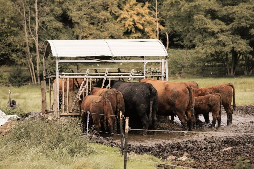 Beef cattle feeding cattle hay from a covered feeder on the farm