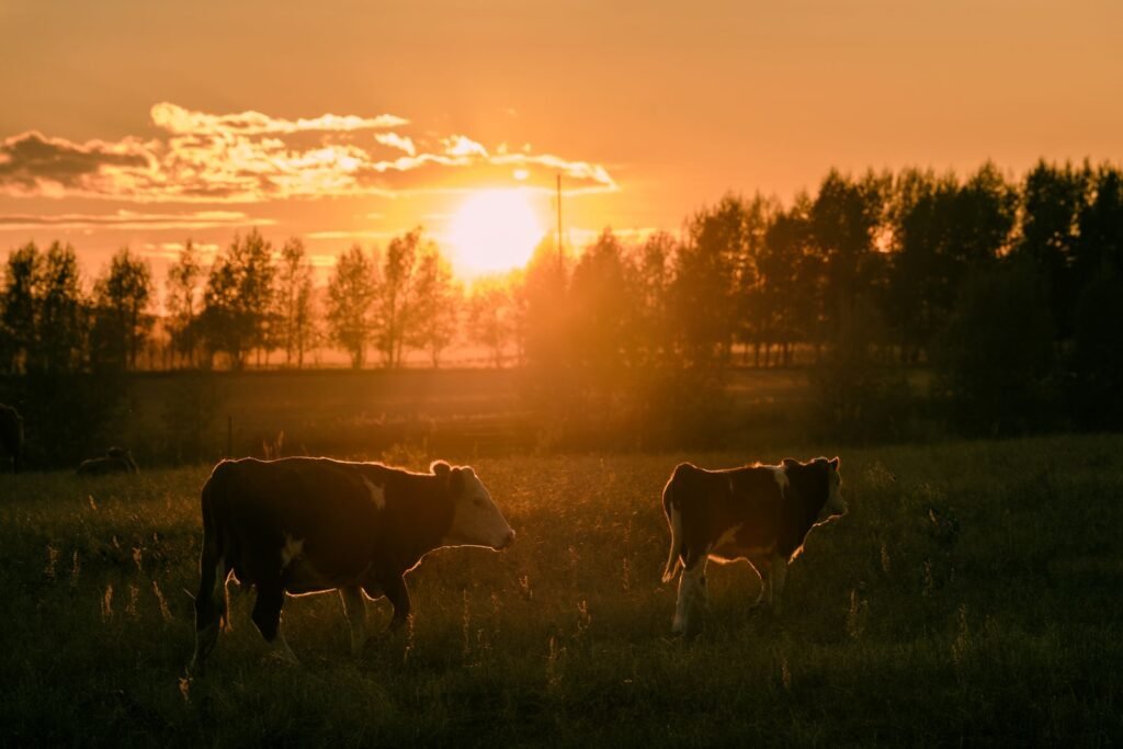 Red beef cattle grazing on the veld at sunset