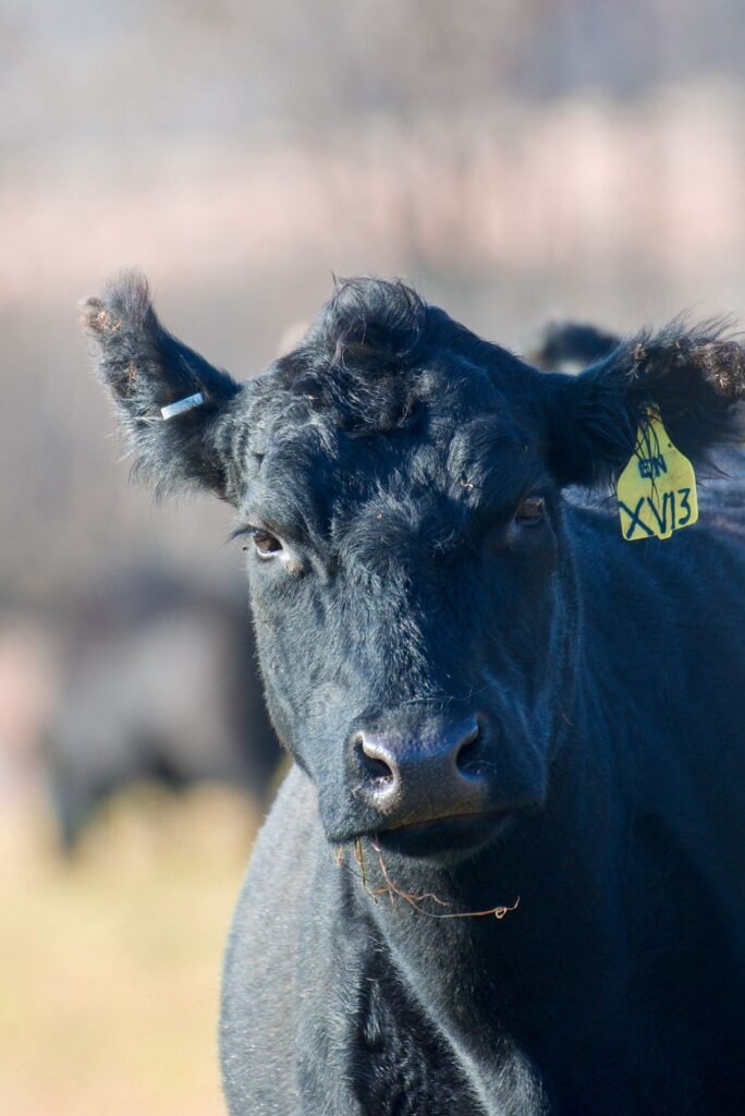 Close-up of a Black Angus cow with an ear tag, showing the breed's polled head