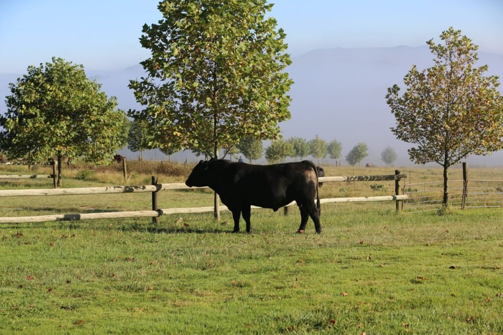 Black bull standing under a tree on a South African farm