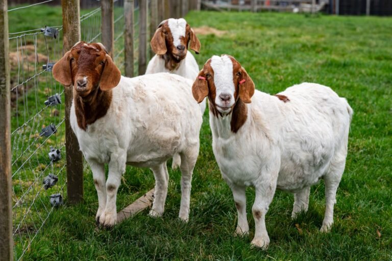 Boer Goats in South Africa: A Complete Breed Guide