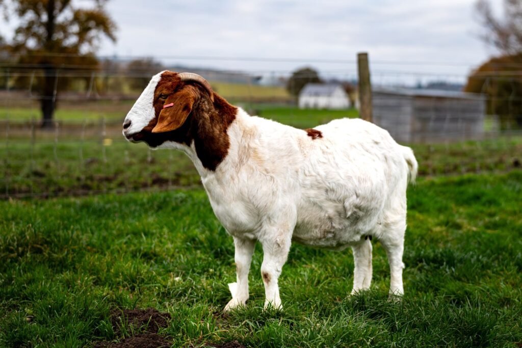 Boer goats: a white Boer goat with a red head standing side-on in a green pasture