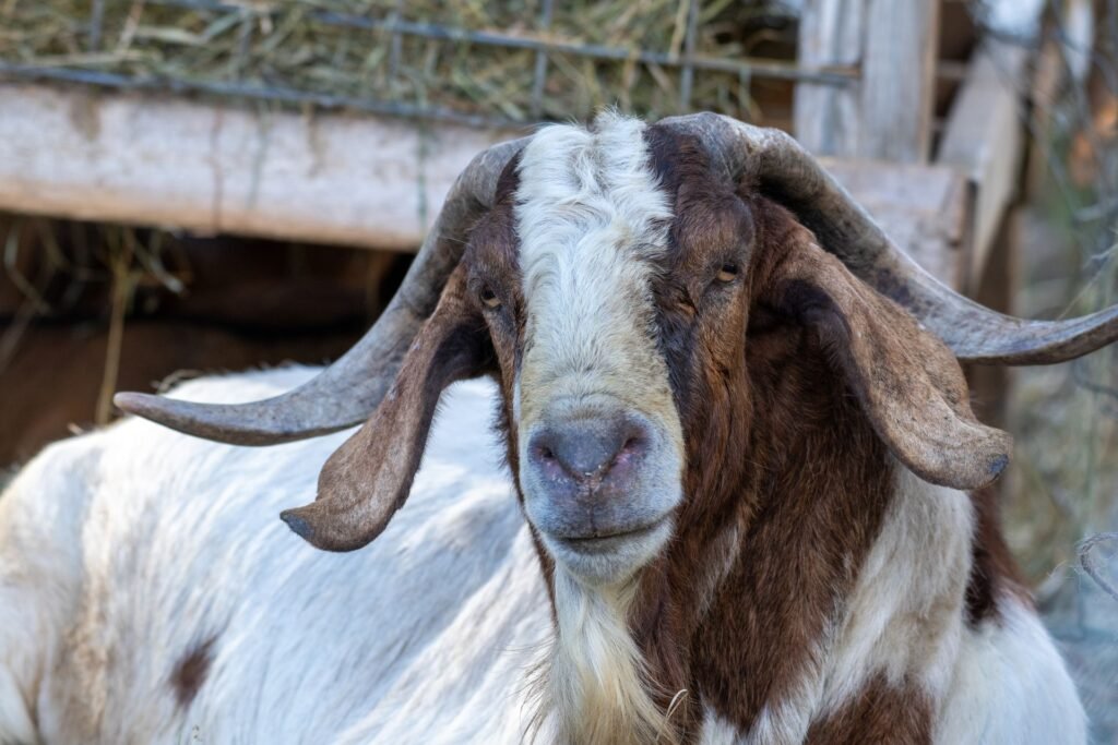 A mature Boer goat buck with large curved horns and long ears