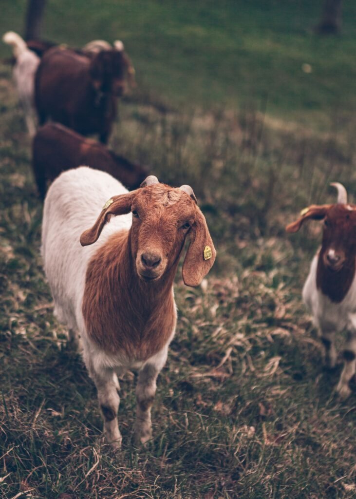 A small group of Boer goats with ear tags in a grassy paddock