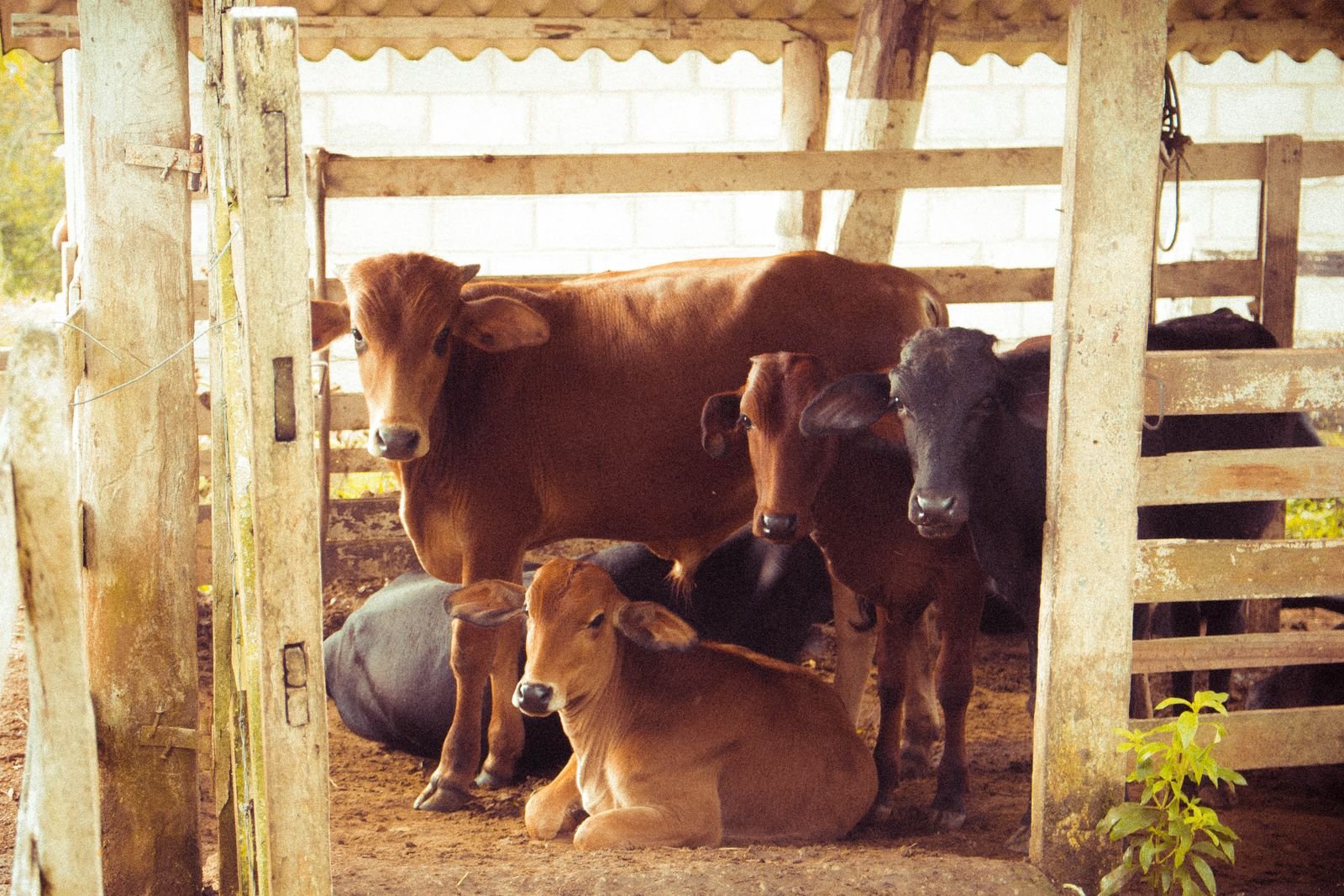 Bonsmara Cattle in South Africa: A Complete Breed Guide