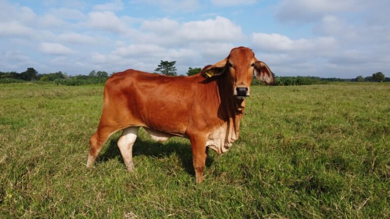 Brahman Cattle in South Africa: A Complete Farmer’s Guide