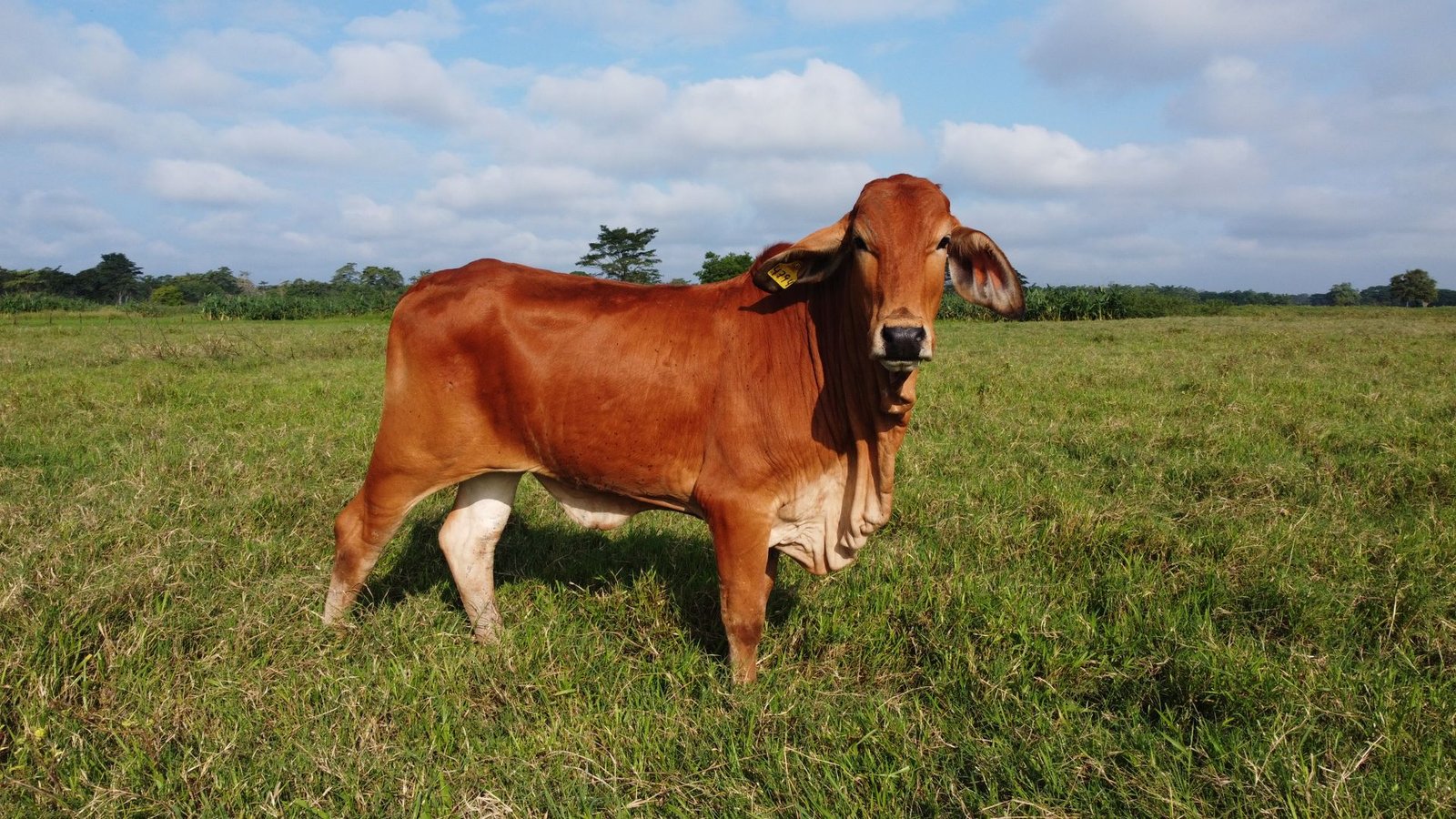 Brahman Cattle in South Africa: A Complete Farmer’s Guide