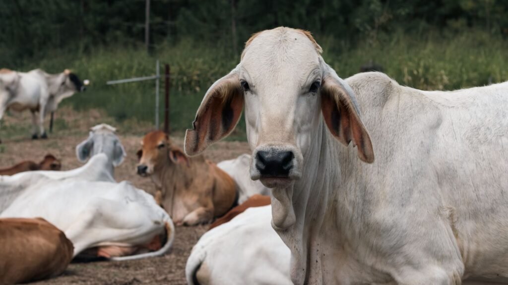 Brahman cattle: a herd of grey Brahman cows and calves resting in a pen
