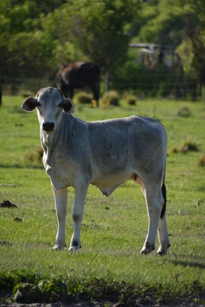 A young Brahman calf standing in a green pasture