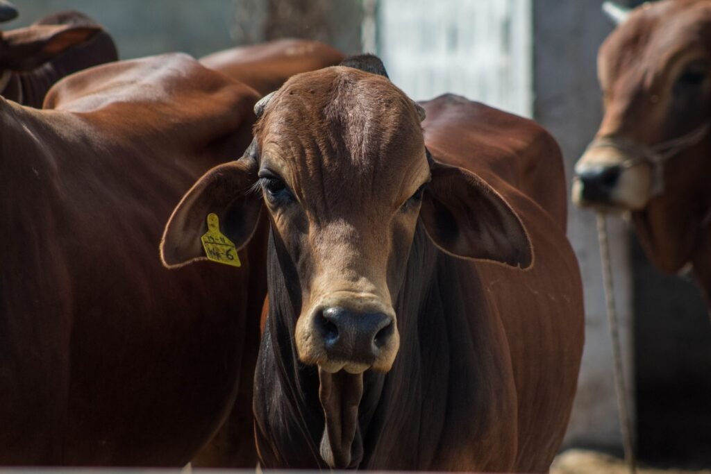 Red Brahman cattle with ear tags standing together in a pen