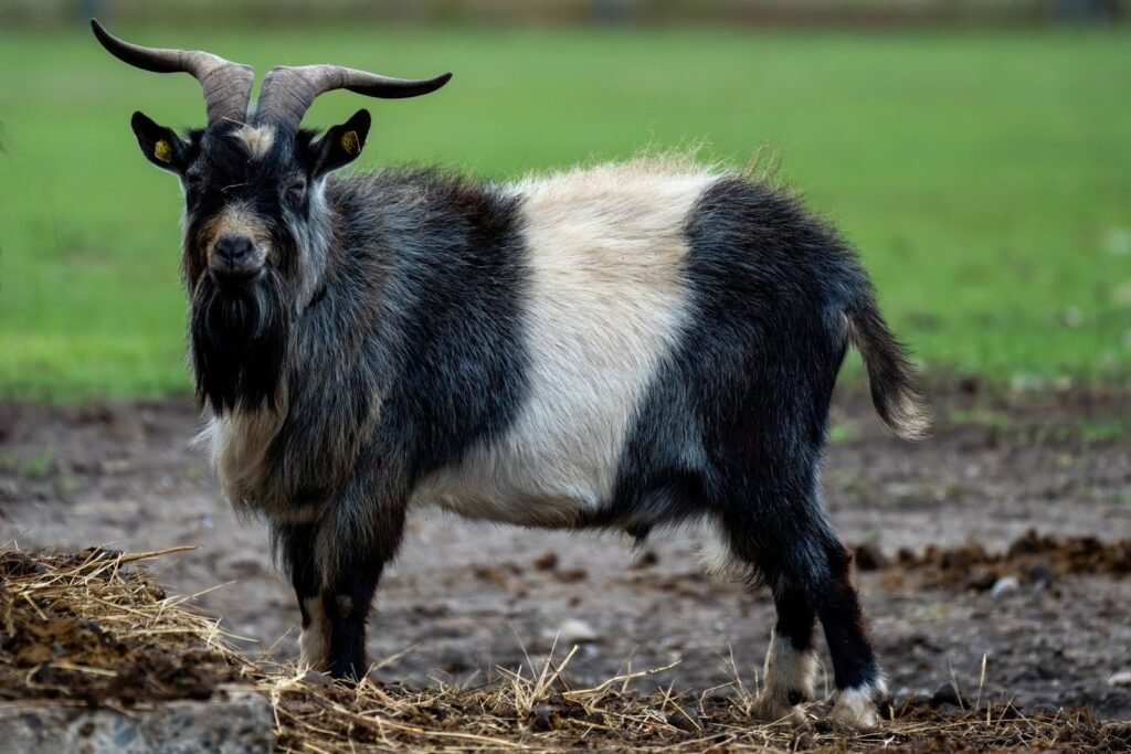 Mature buck standing on a farm, ready for the goat breeding season
