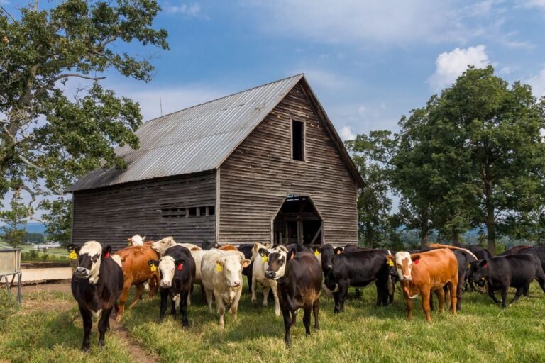 Common Cattle Diseases in South Africa: Signs, Prevention and Control