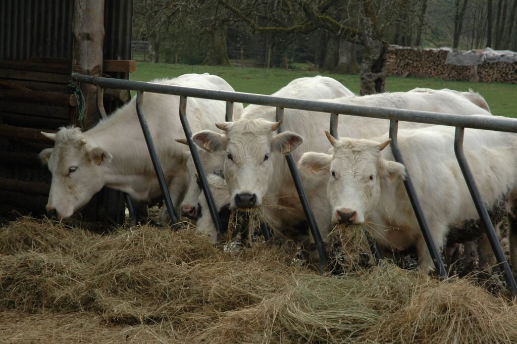 Cattle eating hay at a feed rail in a cattle feeding pen