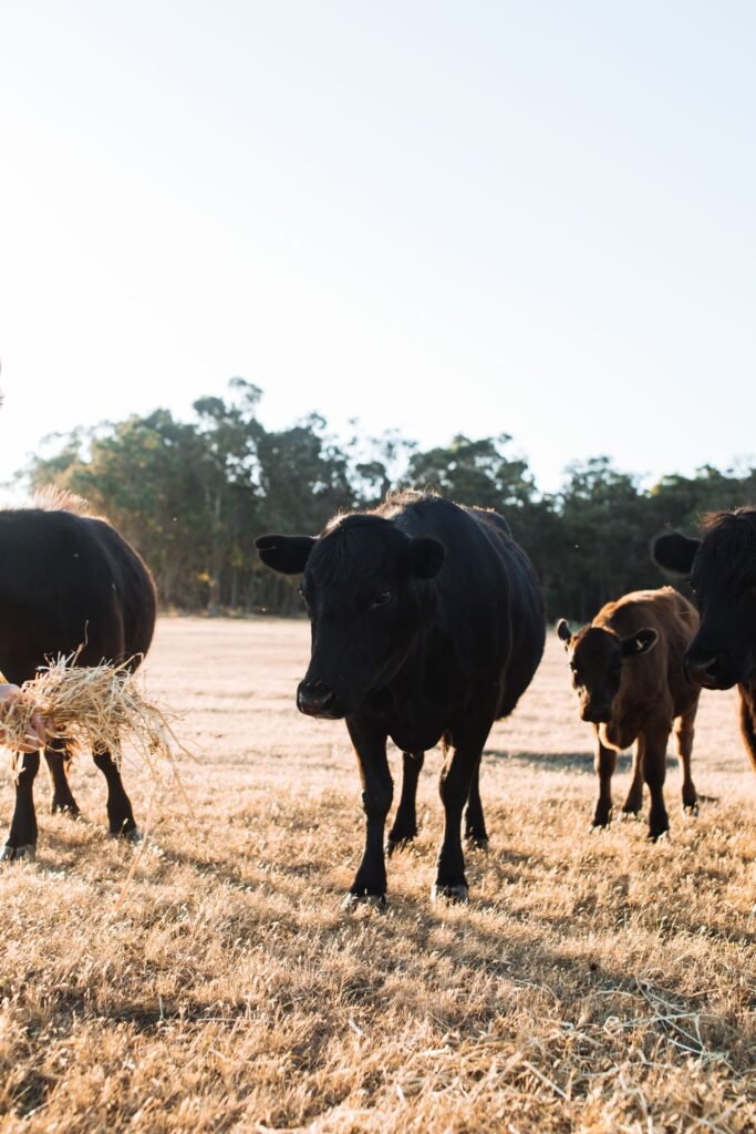 Cattle feeding in a dry camp, where phosphate deficiency raises the risk of botulism