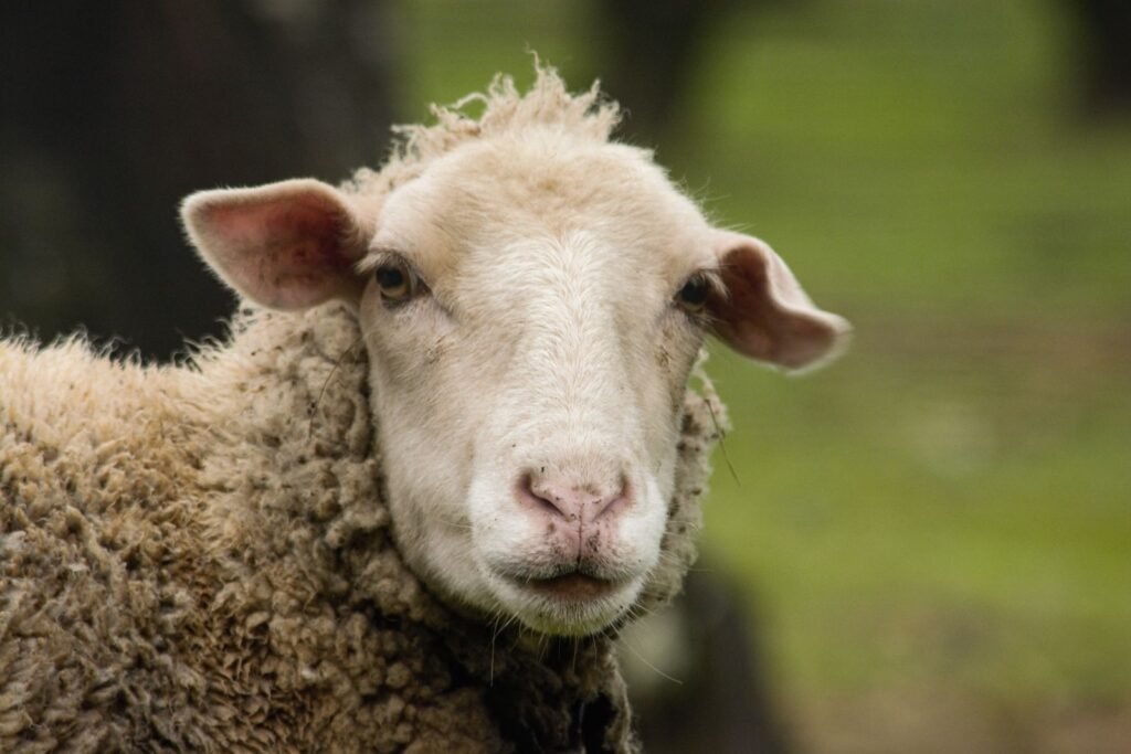 Close-up of a polled fine-wool sheep of the Dohne Merino type