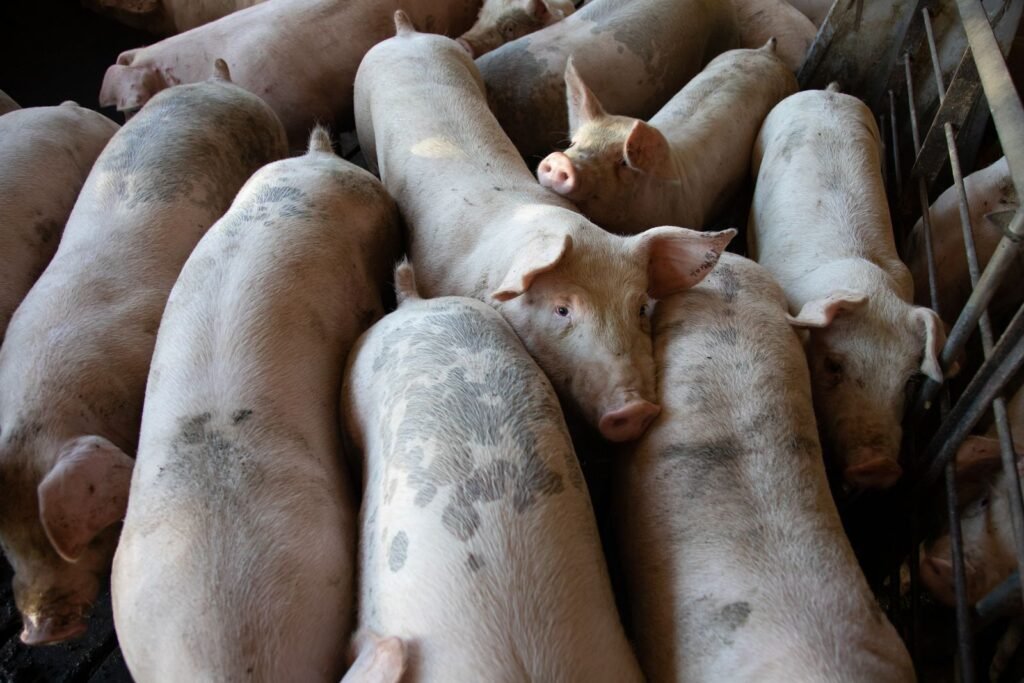 Growing pigs packed closely in a pen, a sign of overcrowding in pig housing