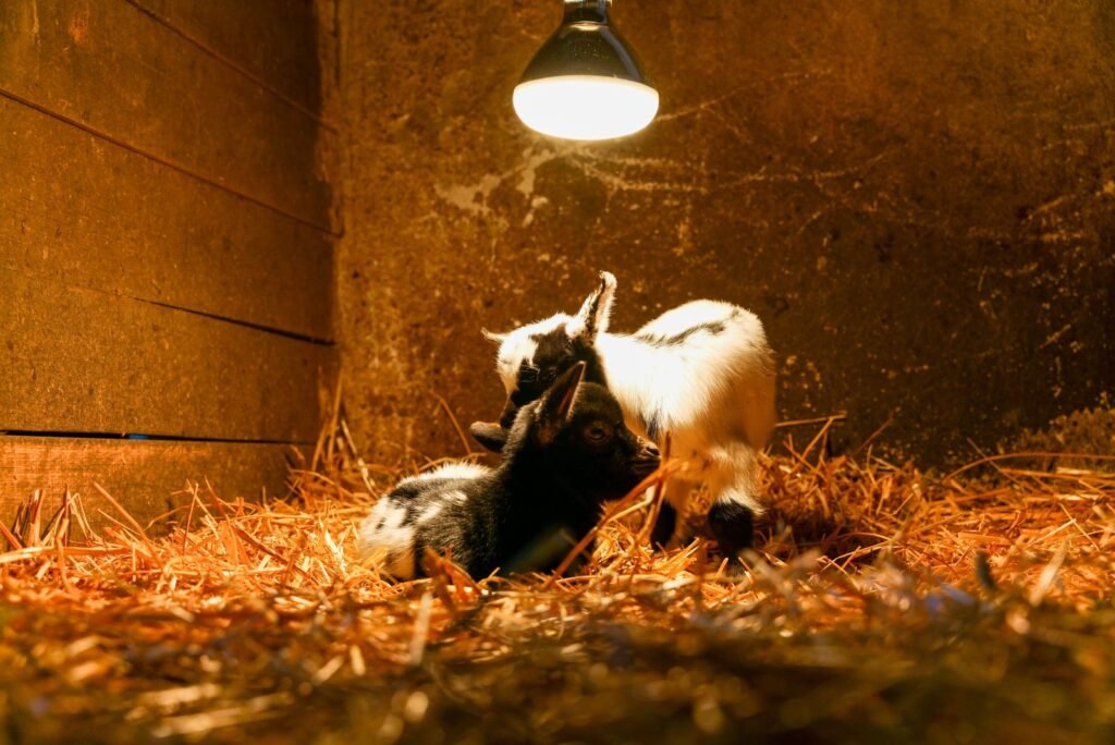 Doe and newborn kid resting on straw in a kidding pen under a heat lamp