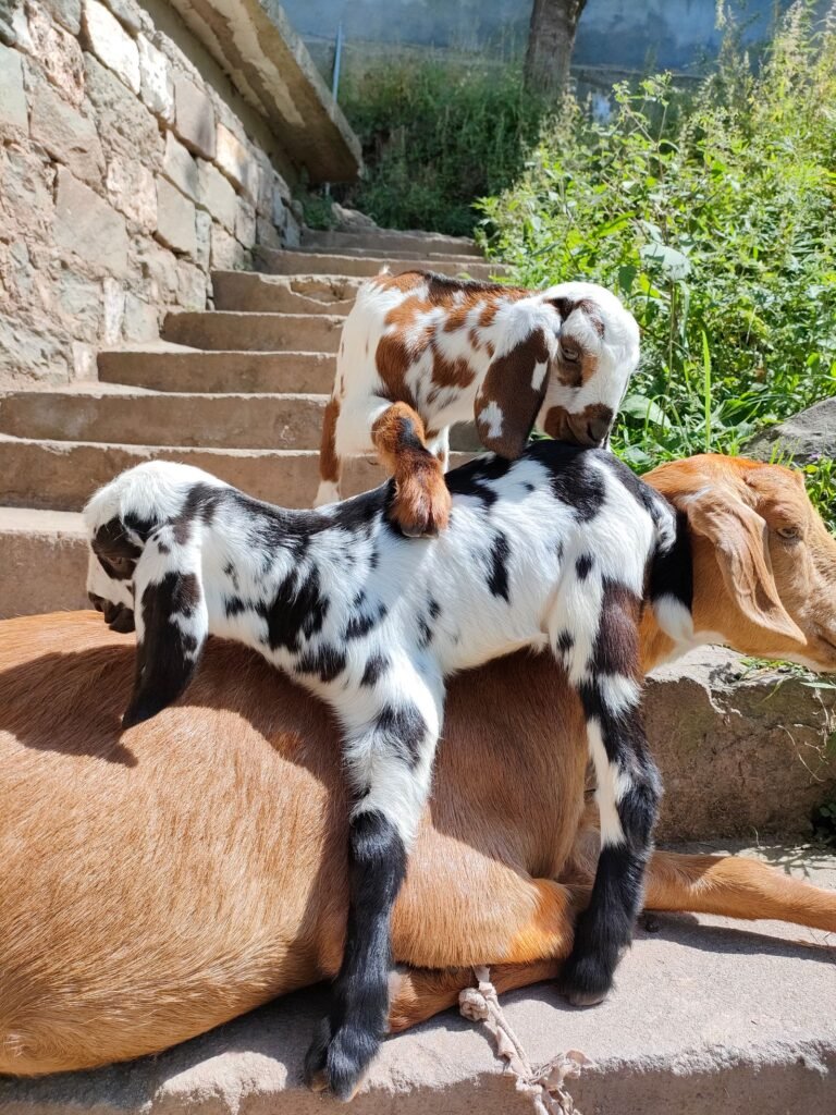 Doe resting with her kids, the result of a well-planned goat breeding season