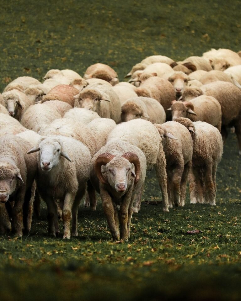 Dohne Merino Sheep in South Africa: A Complete Breed Guide